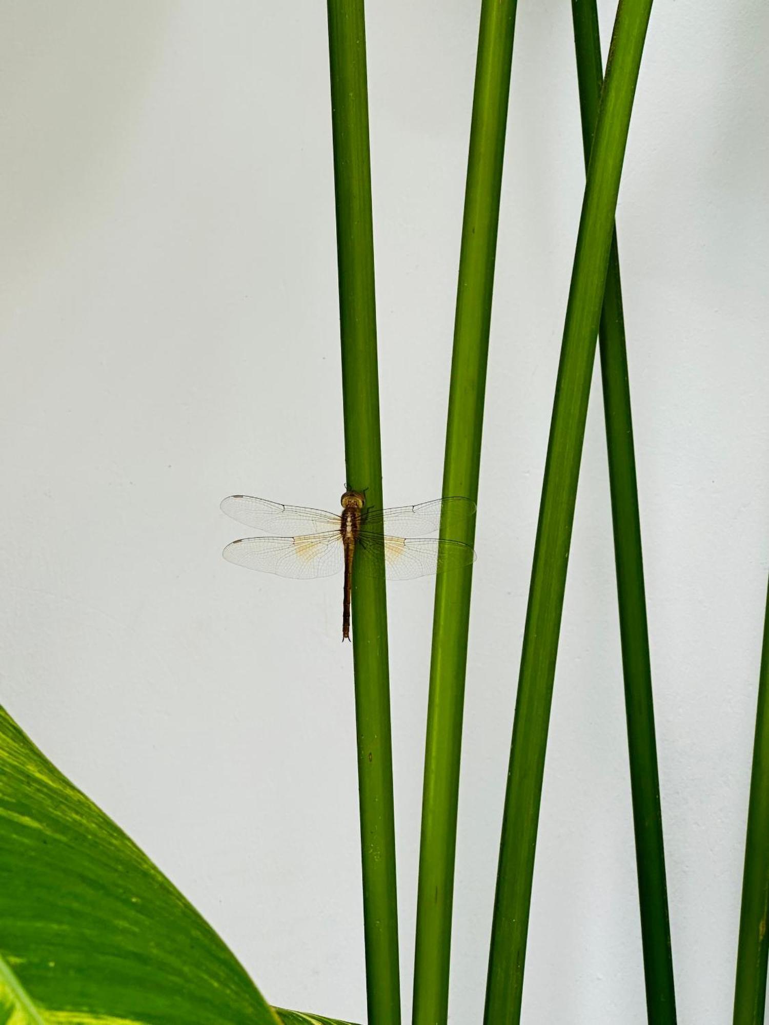 Palmcalina - Phuqui Beach House Cu Lao Thu Экстерьер фото